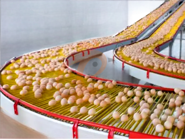 Automatic Vs Semi-Automatic Ethiopian H Type Chicken Cages: Which To Choose?