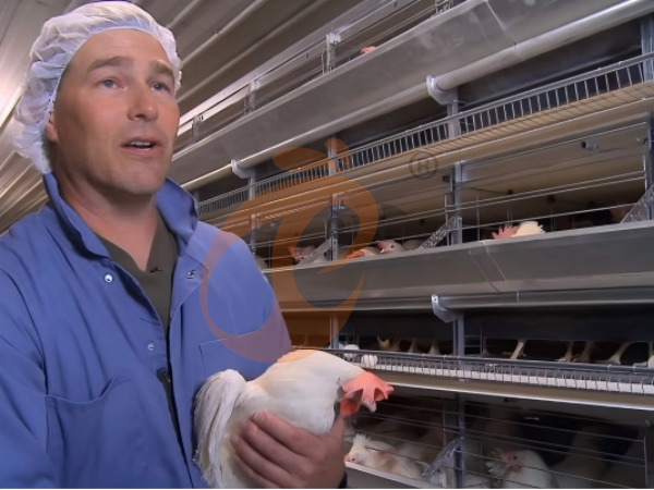 5 Proven Methods To Improve Egg Collection In Ethiopian H Type Chicken Cages