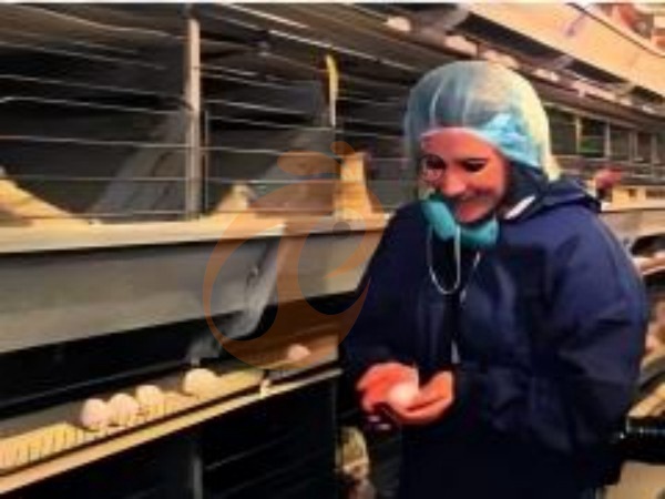 How To Calculate ROI For Large Ethiopian H Type Chicken Cage Farms