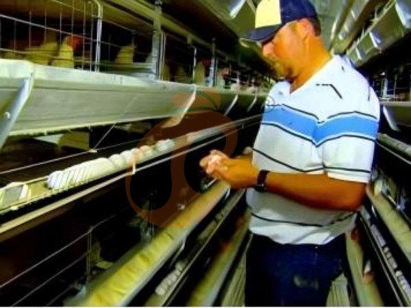 H A chicken battery cage for layers in poultry farm (61)
