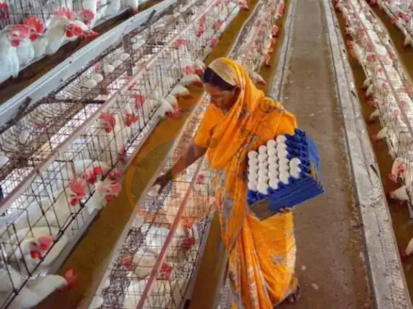 What Feeding System Works Best With An A-Type Chicken Cage System In Ethiopia? 5 Efficient Choices