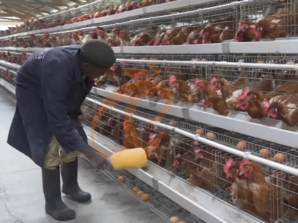 Automatic Battery Cage For Layers Vs Manual Systems | Which Saves More Labor?