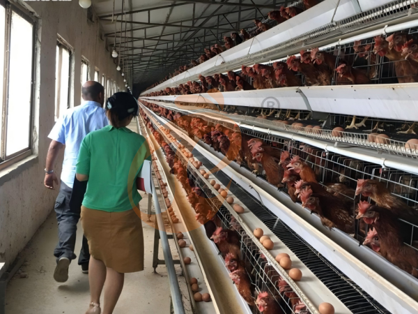 What Is The Best Layout For An A-Type Chicken Cage System In Ethiopia? 5 Space-Optimized Designs