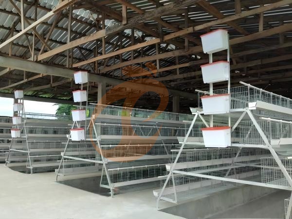Lowest Poultry Cage Price Or Best Value For Ethiopian Farms? 4 Smart Buying Decisions