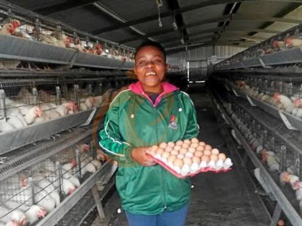 A H layer chicken battery cage price in poultry farm (107)