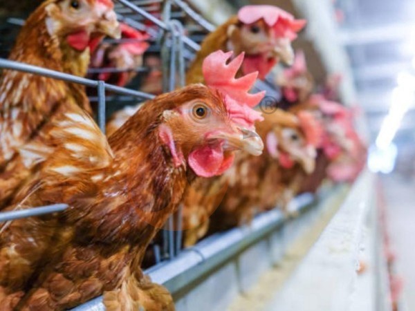 A H layer chicken battery cage price in poultry farm (19)