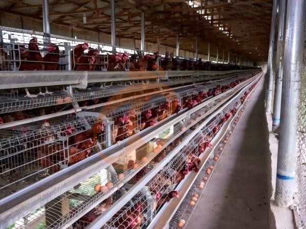 What Climate Conditions Suit An A Type Poultry Battery Cage System? 5 Practical Tips