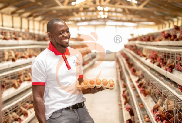 What Makes A Factory-Direct A Type Chicken Cage More Cost-Effective For Ethiopian Farms? 4 Reasons