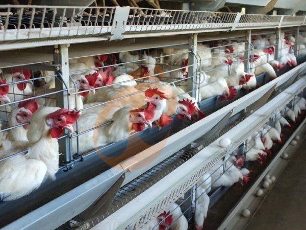 A H layer chicken battery cage price in poultry farm (52)