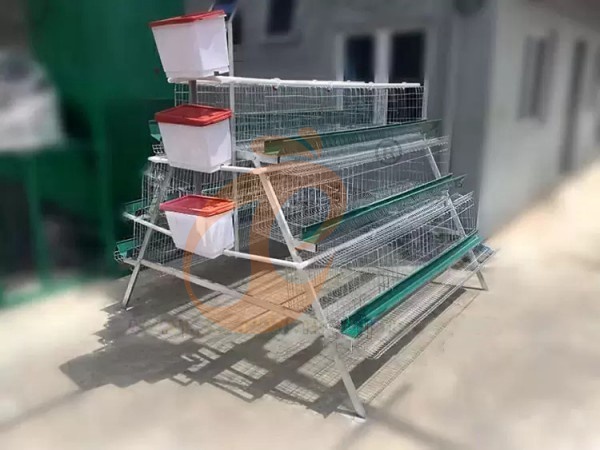 How To Start A Small Poultry Farm Using An A Type Battery Cage? 5 Beginner Steps