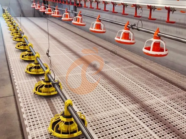 Floor Rearing Poultry Farming | 7 Practical Management Tips