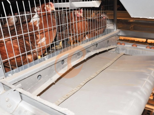 Manure Removal System3 (3)