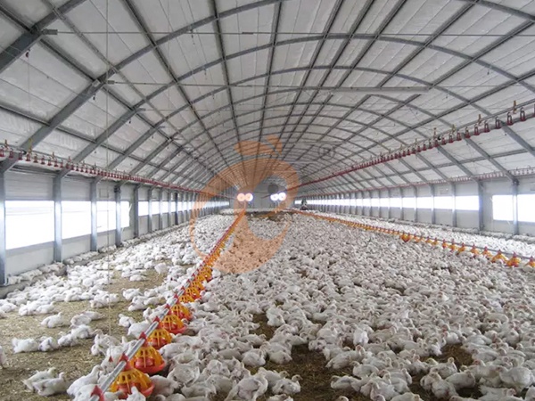 Free Range Poultry System Maintenance Cost | 5 Practical Tips