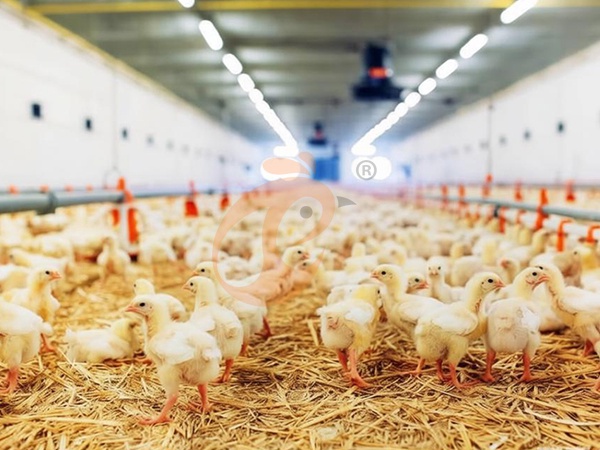 Deep Litter System Vs Floor Rearing | Which Performs Better?