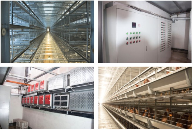BEST layer cage in Dubai poultry farm