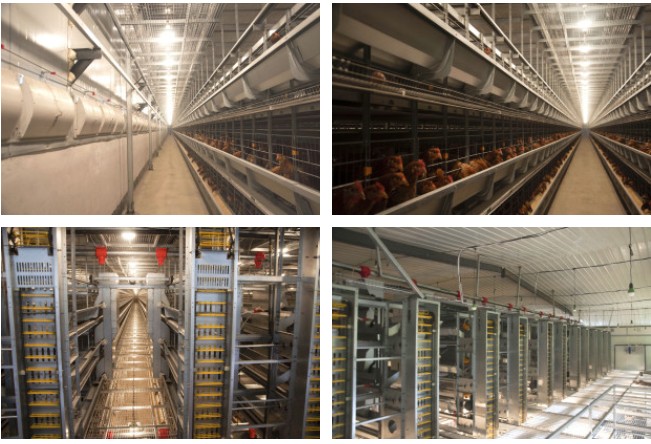 BEST layer cage in Dubai poultry farm
