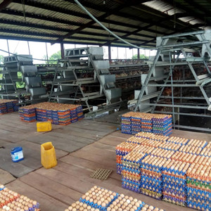 Stock supply poultry cage for layers price in Nigeria