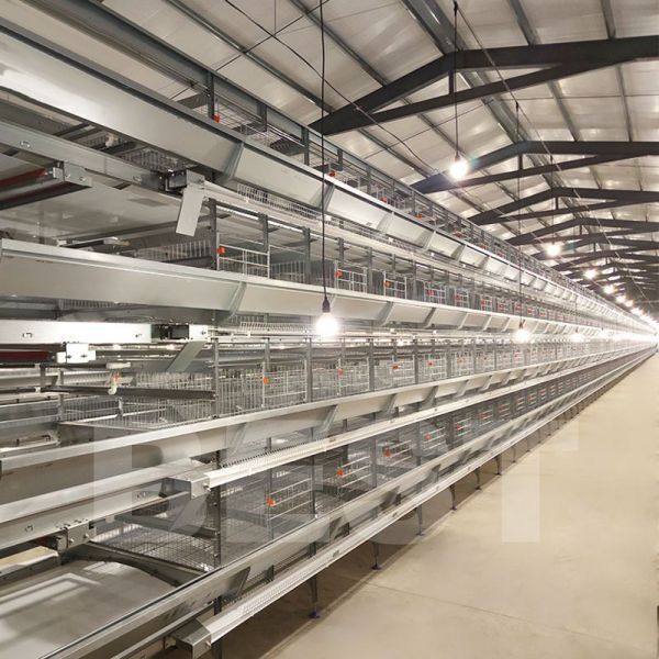 Active demand chicken layers cages for sale in Africa