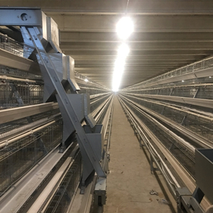 Supply of hot dip galvanized imported layer cage for poultry farm in Africa