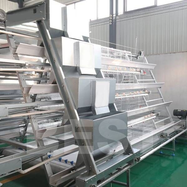 Layer battery cage price poultry farm in Nigeria