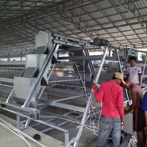 Full automatic poultry farm case sharing of 100,000 chickens from old customer Full automatic poultry farm case sharing of 100,000 chickens from old customer