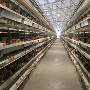 How to choose the right A or H type automatic battery cage system for your poultry farm