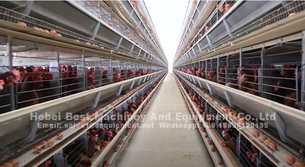 What are the advantages of BEST automatic chicken cage system