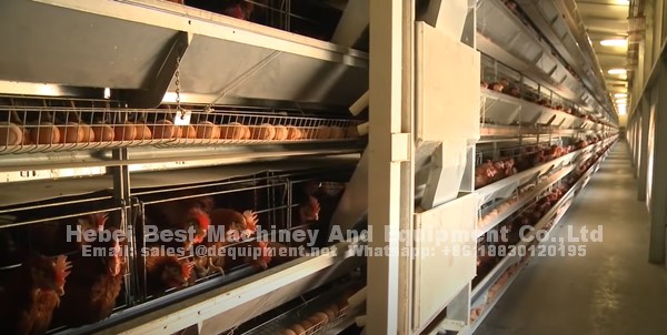 Why more and more farmers begin to prefer automatic chicken cage system