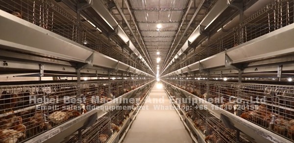 Why more and more farmers begin to prefer automatic chicken cage system