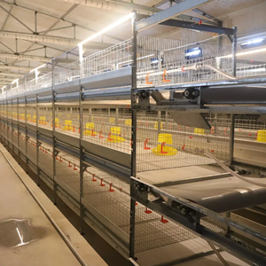 H type automatic battery chicken cage system for broiler poultry farm H type automatic battery chicken cage system for broiler poultry farm