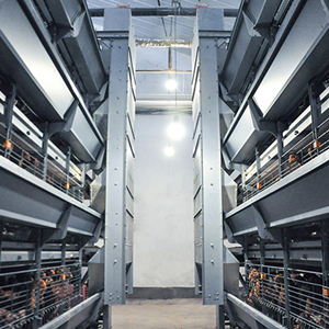 How to start a fully automatic chicken farm with 40,000 birds How to start a fully automatic chicken farm with 40,000 birds