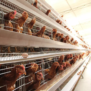 Automatic battery chicken cheaper price cage sale in poultry farm Automatic battery chicken cheaper price cage sale in poultry farm