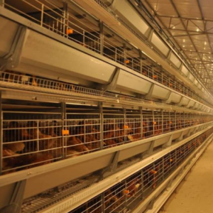 Cost of automatic chicken cages in Uganda 90,000 birds poultry farm