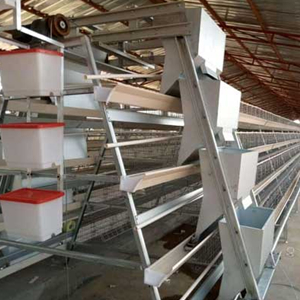 Suggestions for fully automatic poultry chicken farm 12,000 to 25,000 birds of chicken cage system Suggestions for fully automatic poultry chicken farm 12,000 to 25,000 birds of chicken cage system