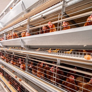 Automatic laying chicken cage with feeding hopper machine used in poultry eggs chicken farm Automatic laying chicken cage with feeding hopper machine used in poultry eggs chicken farm