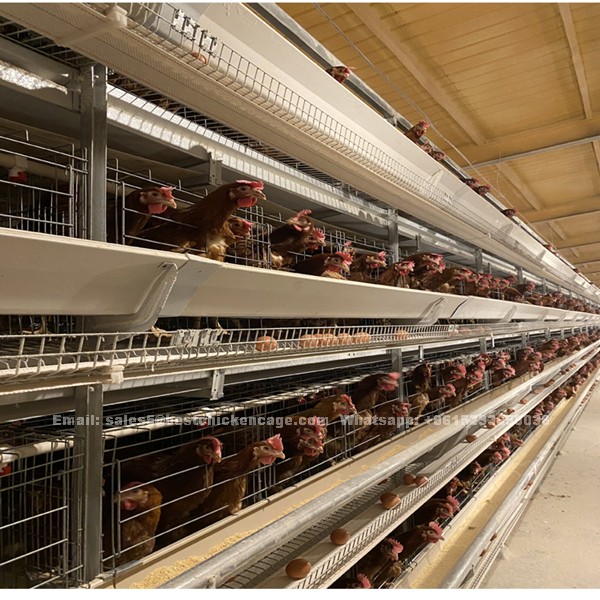 Automatic laying chicken cage with feeding hopper machine used in poultry eggs chicken farm