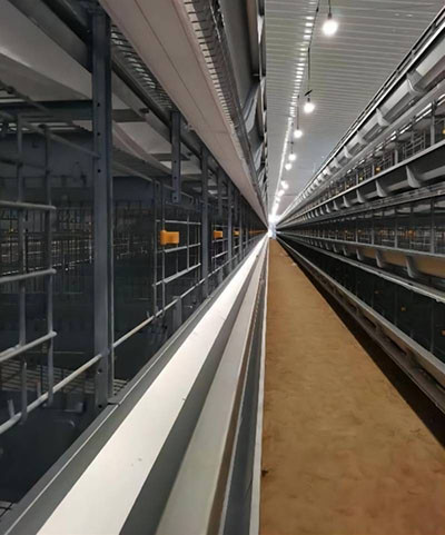 Our company finished a modern turnkey project of 30,000 birds with poultry farm cage system Our company finished a modern turnkey project of 30,000 birds with poultry farm cage system