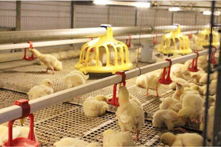 Our company finished breeder project of 50,000 broilers in a single farm with broiler cage and harvesting system