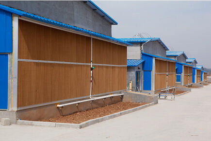 Our company finished breeder project of 50,000 broilers in a single farm with broiler cage and harvesting system
