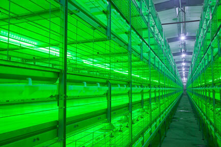 Our company finished breeder project of 50,000 broilers in a single farm with broiler cage and harvesting system