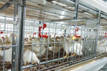 Our company finished breeder project of raising 105,000 hens and 15,000 cocks modern poultry farm