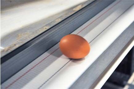 Our company finished breeder project of raising 105,000 hens and 15,000 cocks modern poultry farm