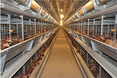 Our company finished chicks and layers project of 20,000 chicks and 20,000 layers with chicken cage system