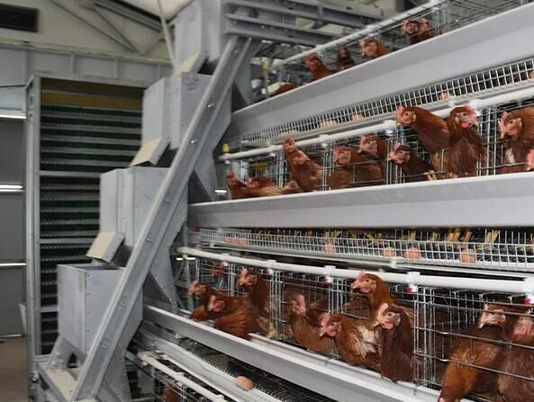 What does a battery cage system do