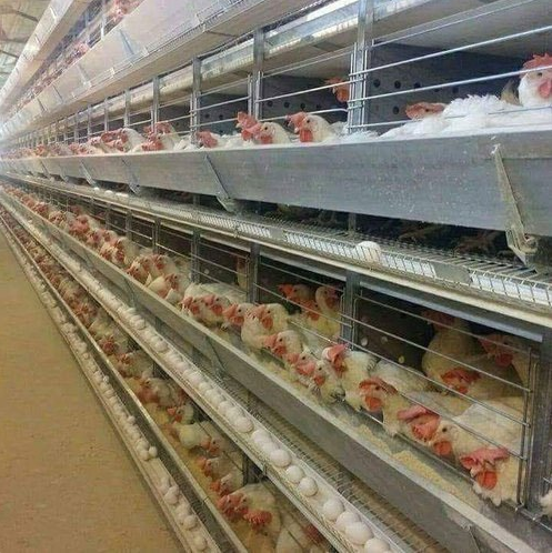 The use of battery cage system in egg production industry