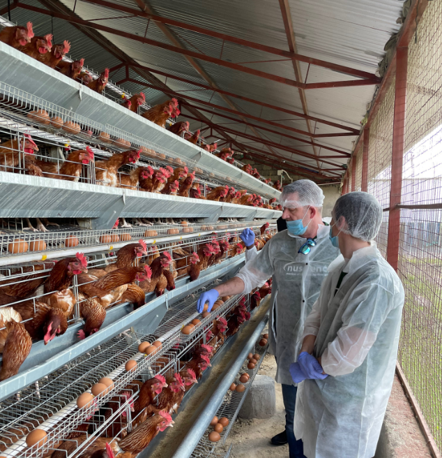 ​Why is it called poultry battery cage