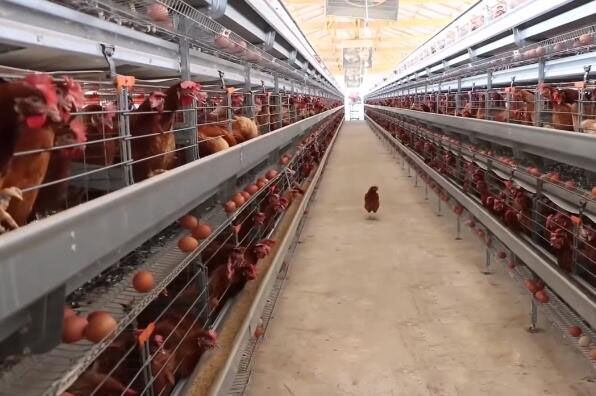 Our company's farm and poultry equpment soloution
