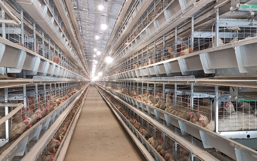 What is battery cage used for day old chicken