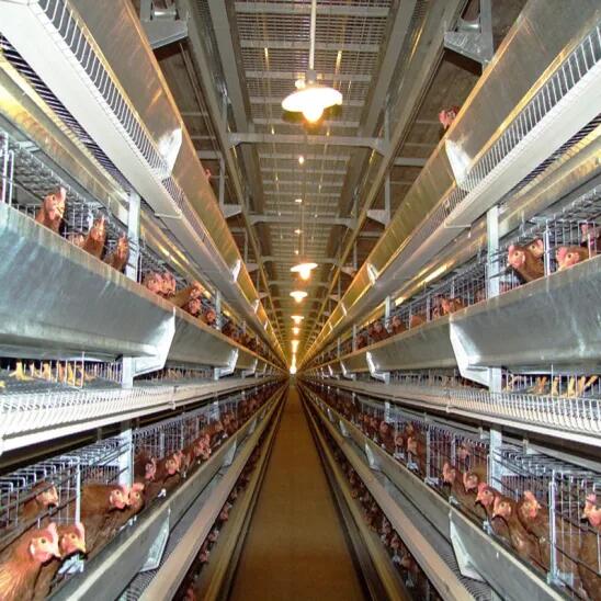 Professional automatic chicken cage for poultry chicken farm