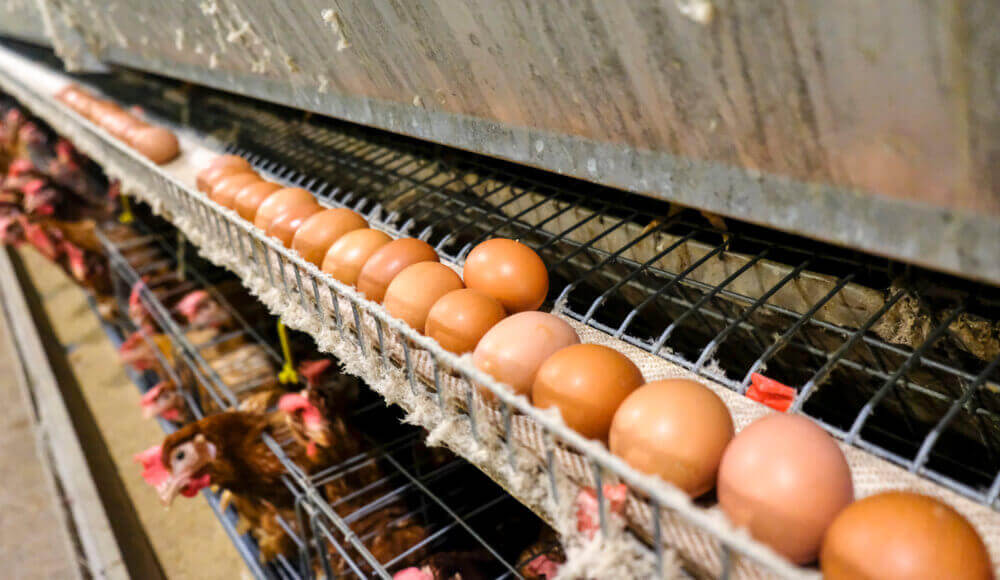 10 advantages of raising chickens in battery cages and dimensions